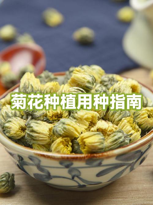 吃菊花有什么好处和坏处