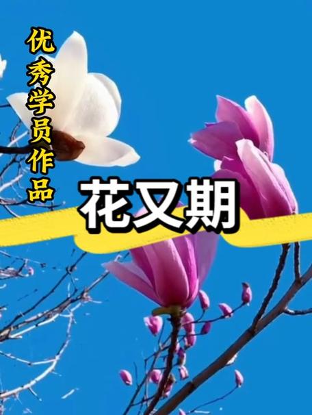 花又期钢琴谱