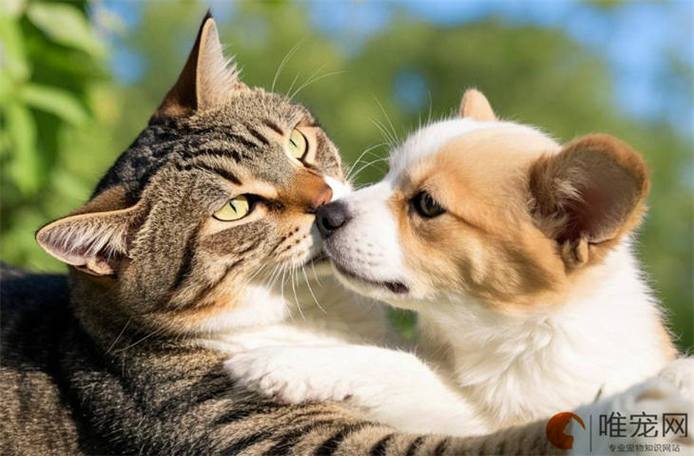 猫到家里来是好事还是坏事