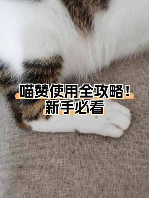 喵赞真的可以赚钱吗
