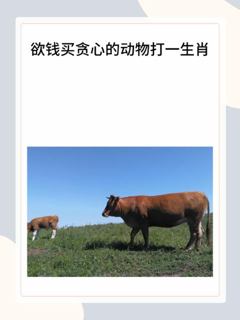 看图猜动物赚钱入口怎么玩