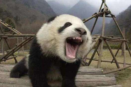 熊猫成人现在改名了吗