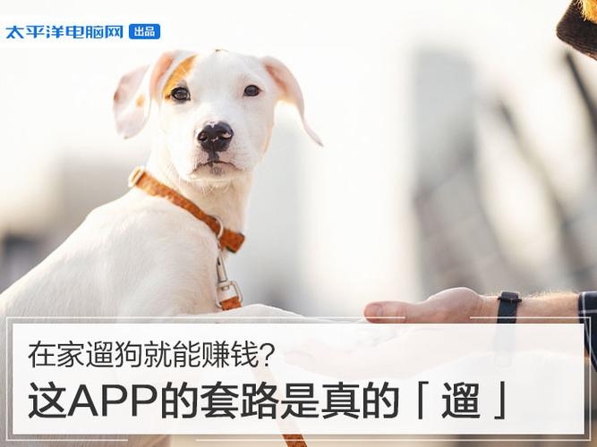 帮遛狗app