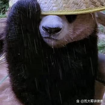 为什么熊猫不怕淋雨