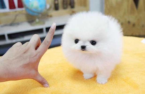 哪里能买到茶杯犬截图1