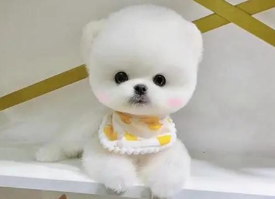 哪里能买到茶杯犬截图2