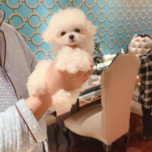 哪里能买到茶杯犬截图3