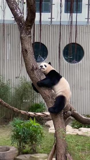 渝贝大熊猫