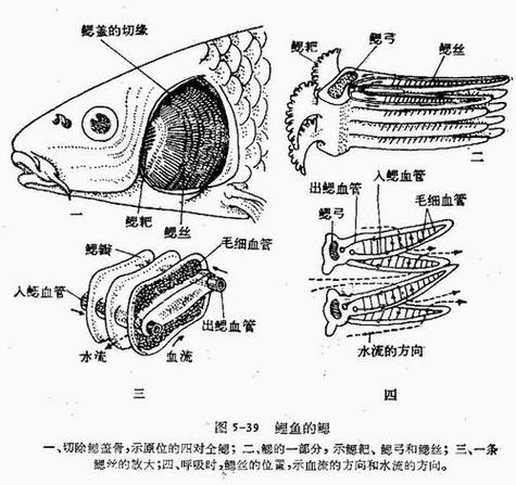 鱼鳃旁边叫什么部位