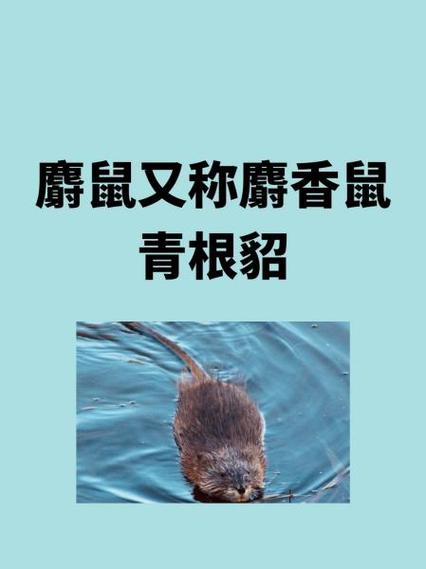 会寻宝的鼠叫什么