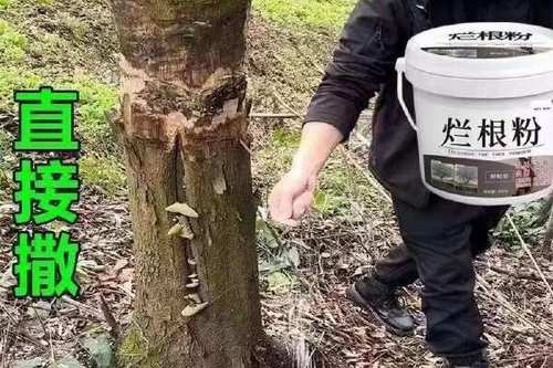 让树腐烂用什么