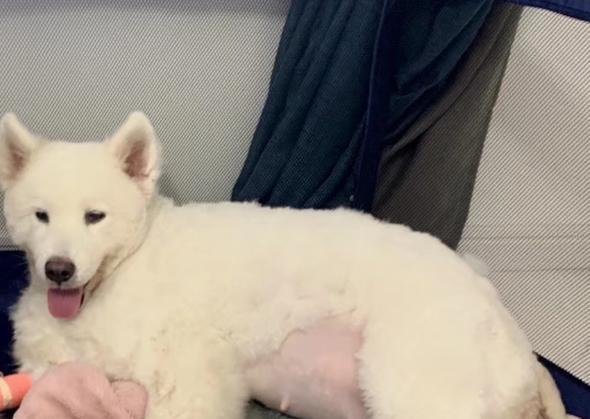 母狗妈妈孕妇怀孕狗粮产后哺乳期