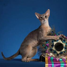 阿比西亚尼亚猫