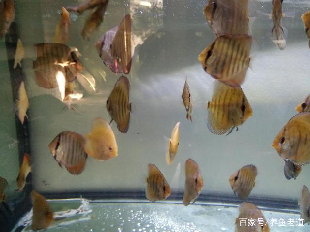 七彩神仙鱼裸缸养好还是草缸养好