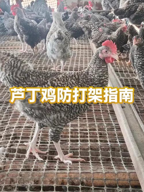 防止母鸡打架的土办法
