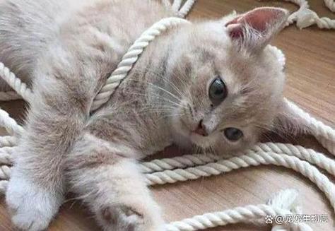 猫绳子怎么套