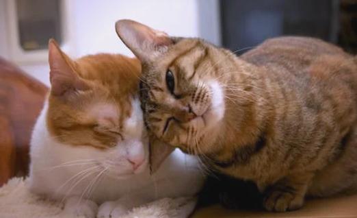 猫用头蹭人还咕噜咕噜