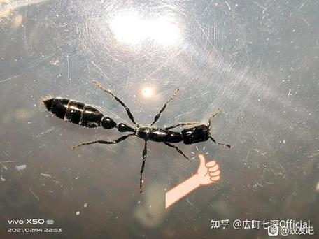 卧室有像蚂蚁一样黑色的虫子