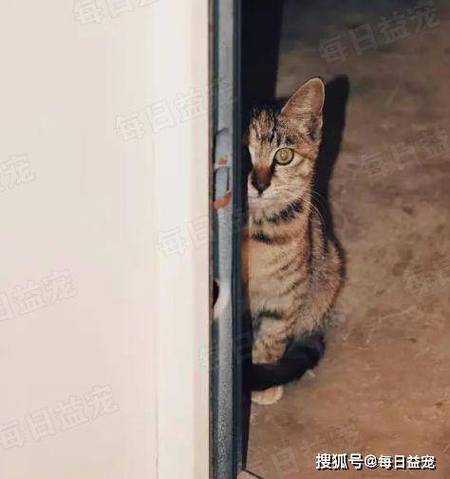 流浪猫在家门口预示