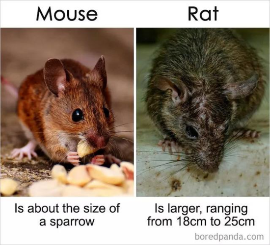 rat和mouse的用法口诀