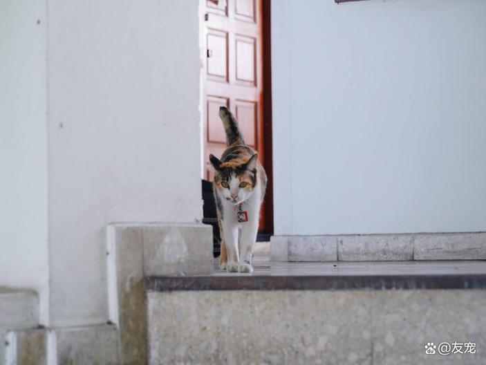 流浪猫跑到家门口代表什么