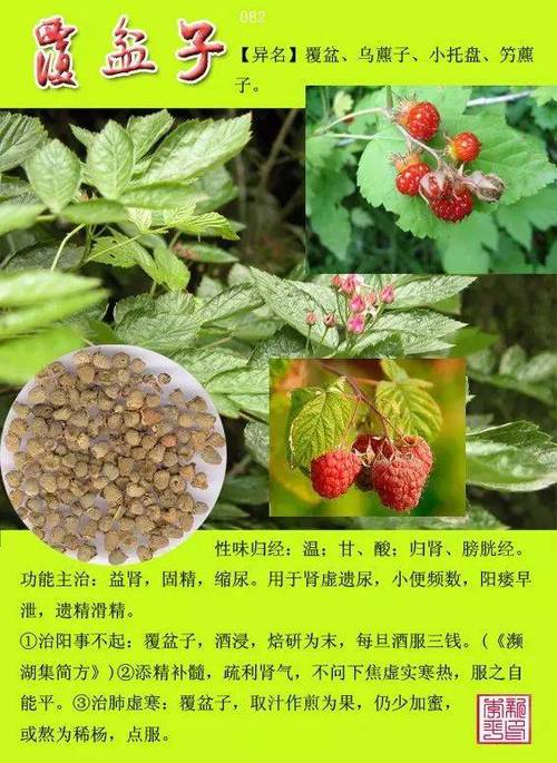 12000种中草药大全名称