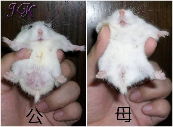 如何分辨仓鼠公母 如何分辨仓鼠公母