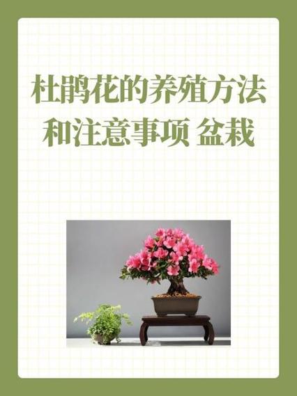 搬家送杜鹃花可以吗