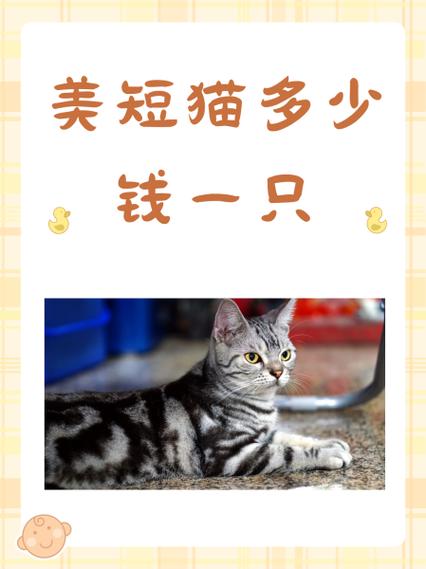 上门抓一次猫多少钱
