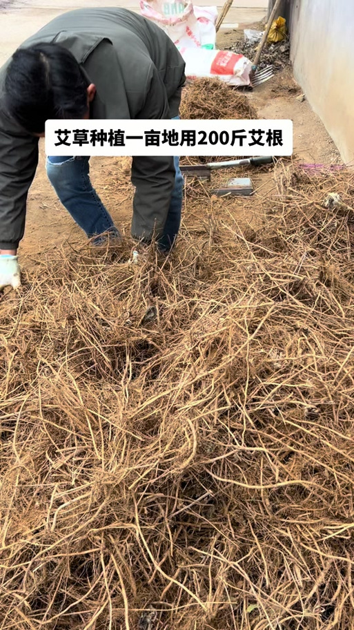 艾种植一亩投资多少钱