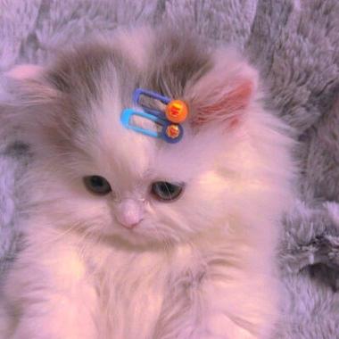 可爱猫猫头像萌图截图1