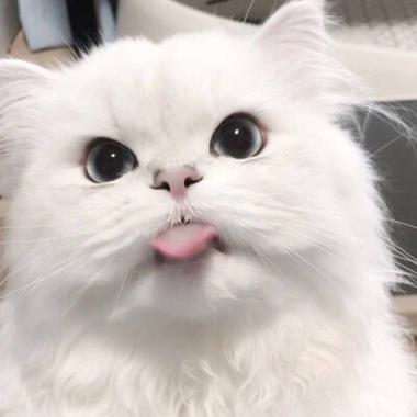 可爱猫猫头像萌图截图2