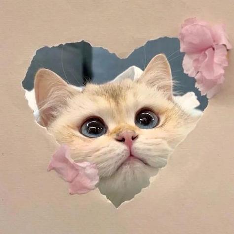 可爱猫猫头像萌图截图3
