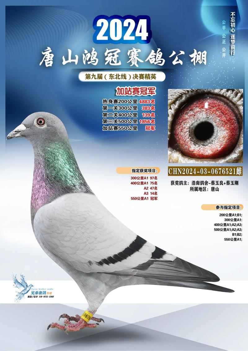 优必胜赛鸽直播官网入口