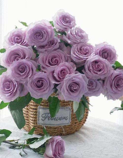 玫瑰花正确养法