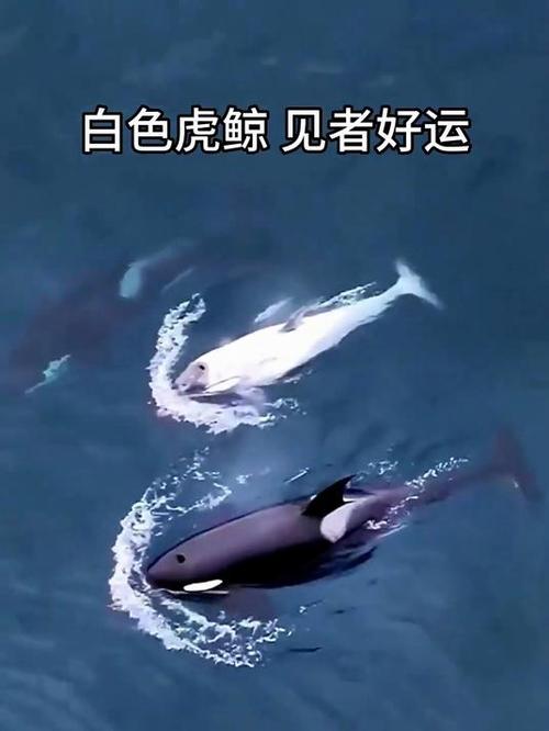 白化虎鲸图片