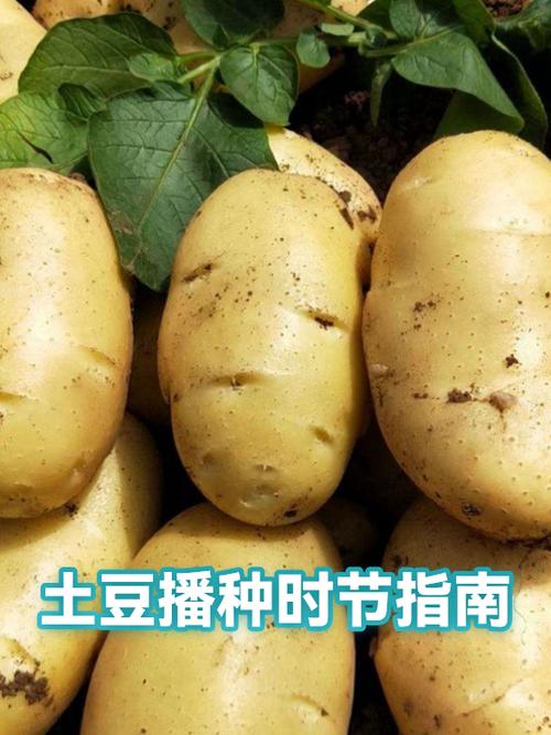 土豆种植方法和时间 土豆种植方法和时间