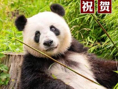 熊猫梦境叫什么名字
