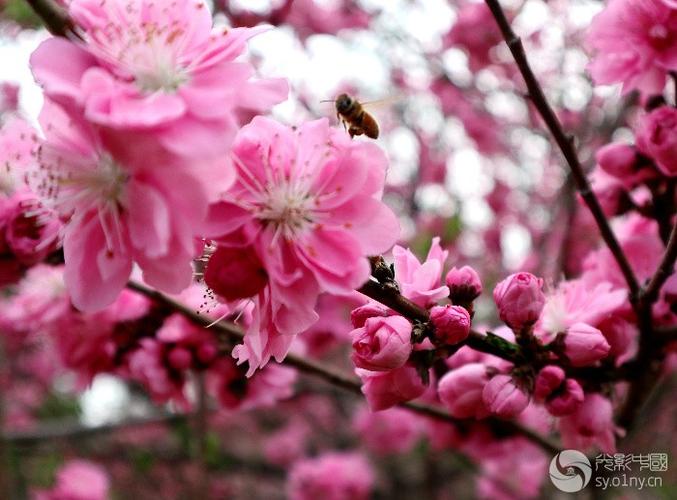 桃花源里桃花开