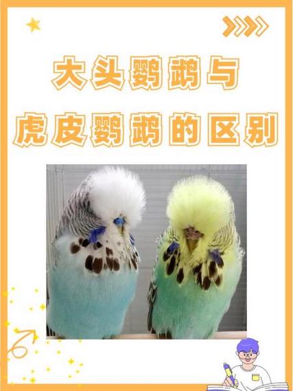 大头鹦鹉与虎皮鹦鹉的区别