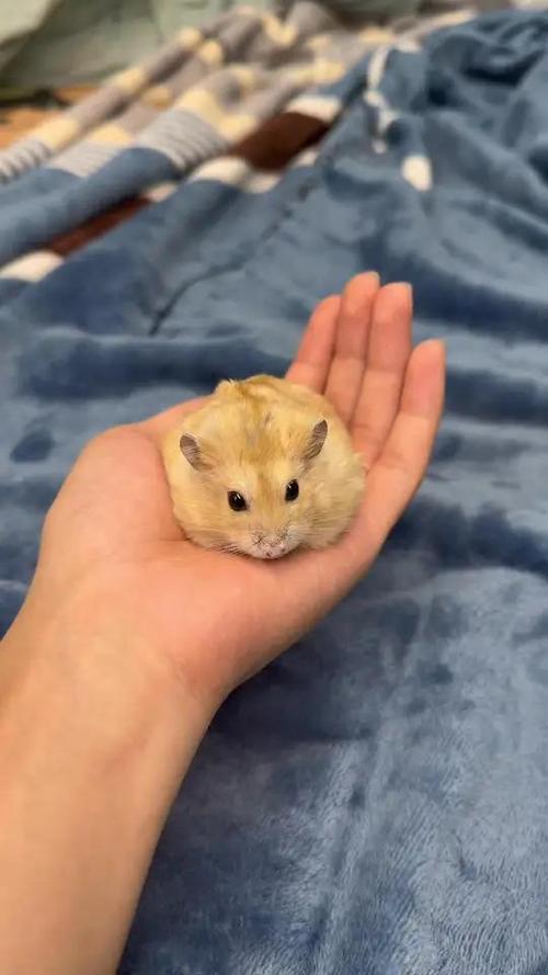 养鼠达人