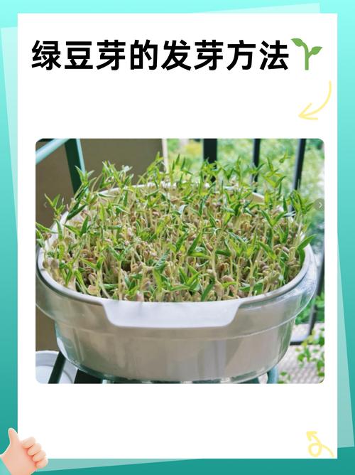 小豆苗爽约怎么办