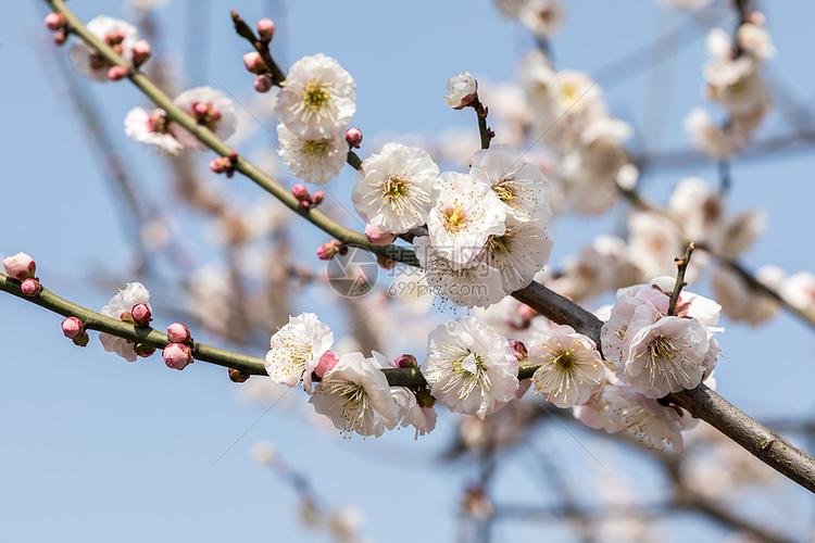 梅花网官网免费素材