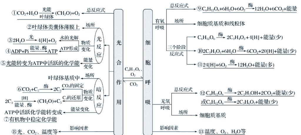 植物的光合作用和呼吸作用
