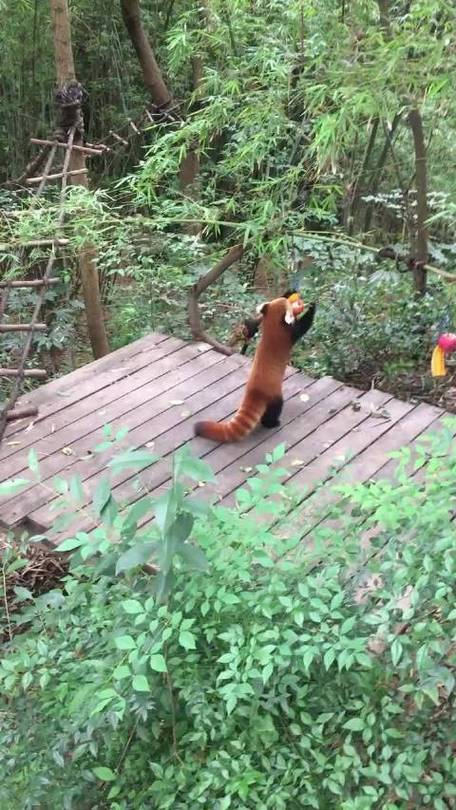 小熊猫取什么名字好听