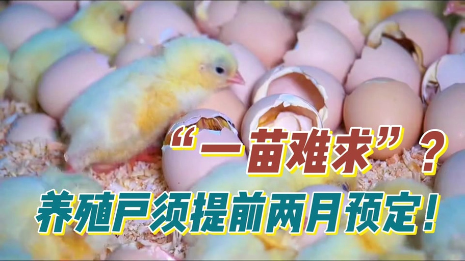 什么时候有小鸡仔卖