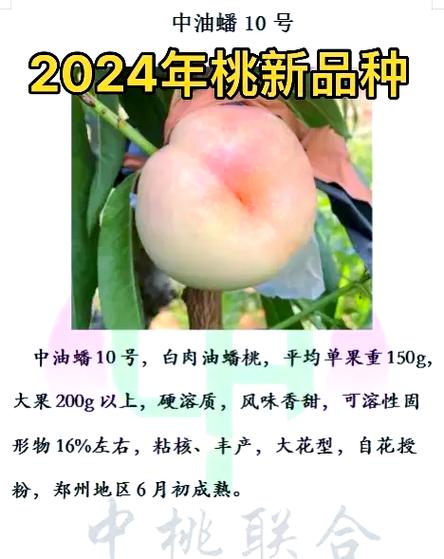 目前最好的桃树新品种
