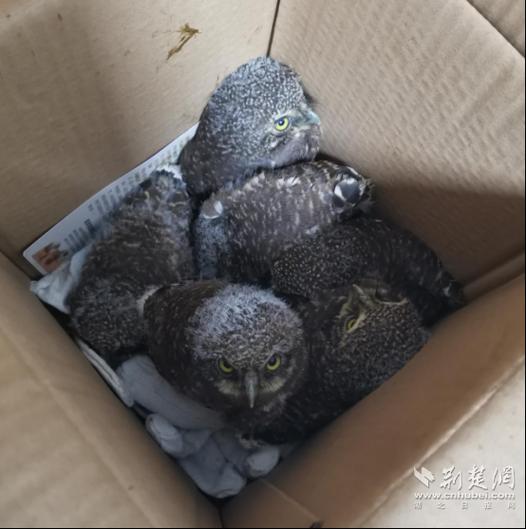 家里飞进猫头鹰怎么办