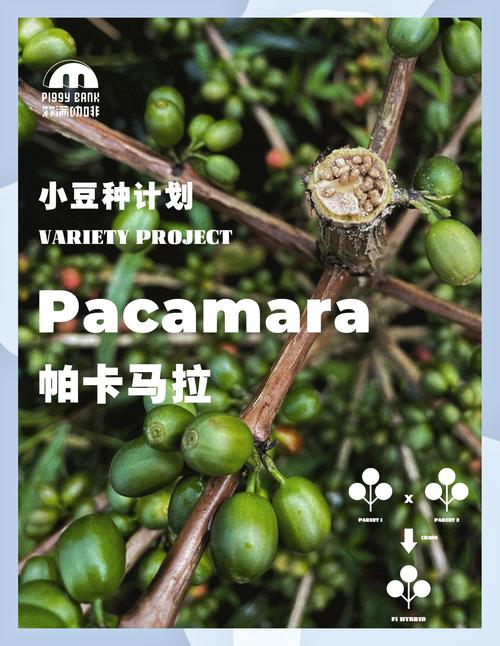 小豆苗接种计划不一致
