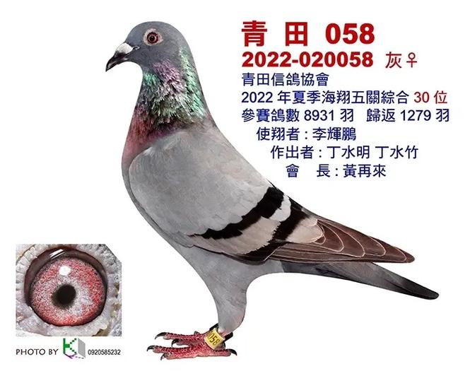 台湾赛鸽四大名家视频